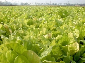 ��(j��ng)�^̫��ܚ��x�����κ�İײ�