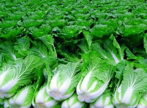 ��(j��ng)�^̫��ܚ��x�����κ�İײ�