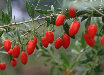 經(jīng)過太陽能殺蟲燈防治后的枸杞