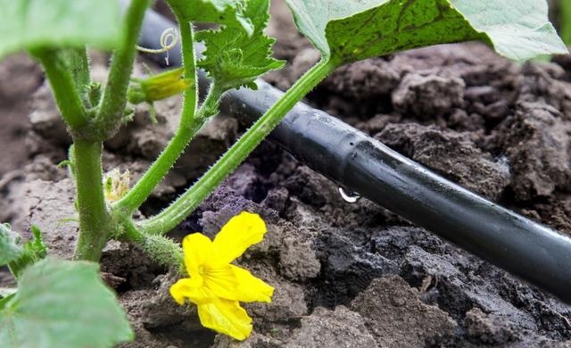 �@��(g��)��(gu��)��70%�����ض���ɳĮ������ˮ��һ�w����(sh��)�F(xi��n)���r(n��ng)�I(y��)���w�S