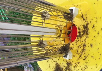 O(yng)(zhn)߲˴wxxȡ˲e(cu)Ч