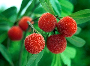 ��(j��ng)�^(gu��)̫�(y��ng)�ܚ��x(ch��ng)�����κ�ė�÷