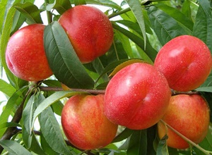 ��(j��ng)�^(gu��)̫�(y��ng)�ܚ��x�����κ������